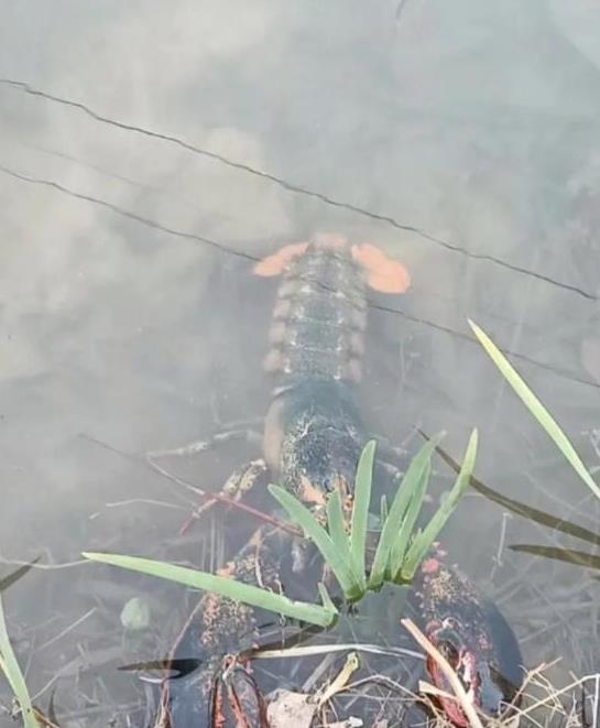 答案是肯定的.淡水河里的大龙虾和海水里的龙虾一样,都是可以食用的.
