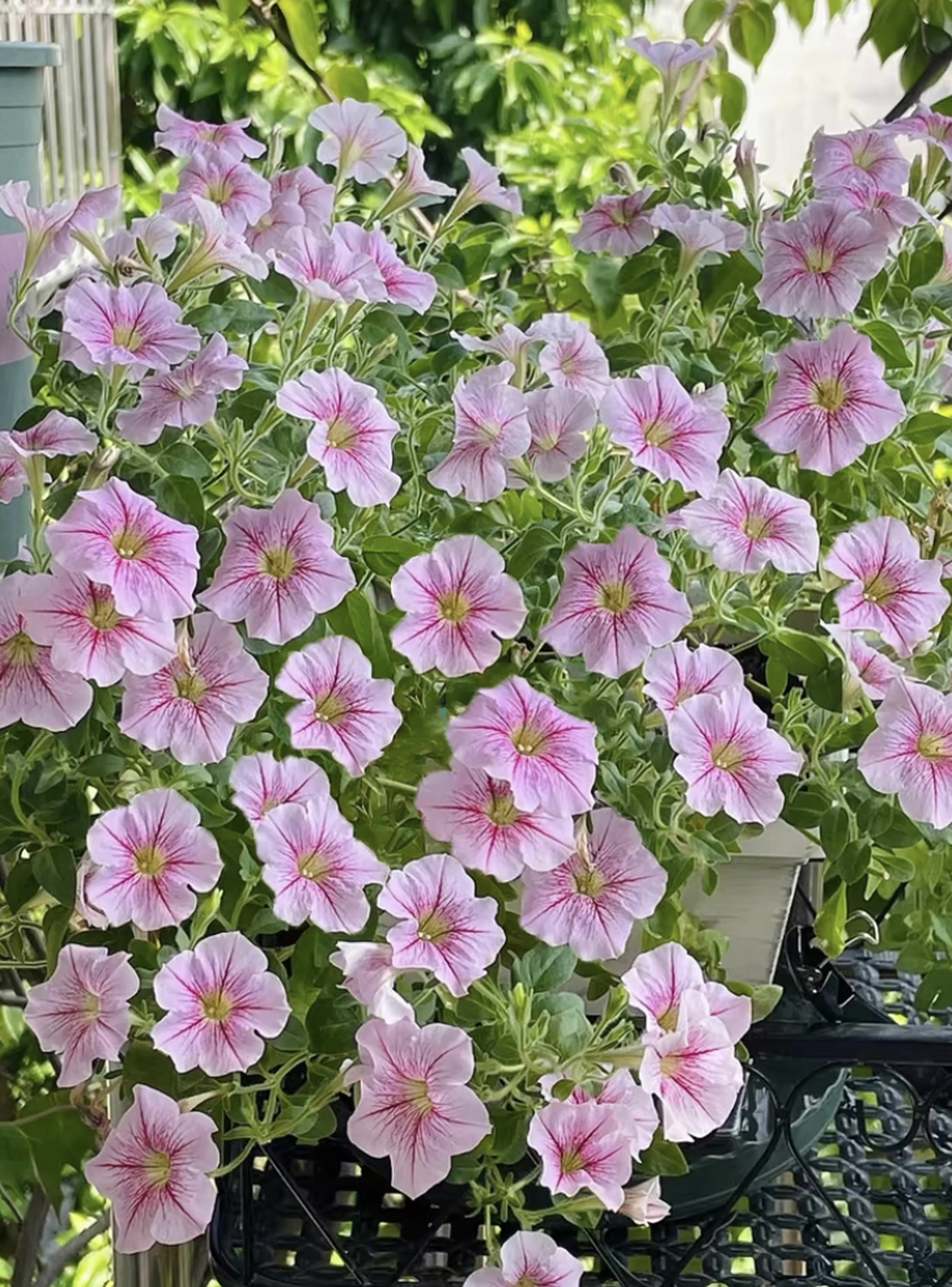 矮牵牛花 72别名:碧冬茄,杂种撞羽朝颜,灵芝牡丹,毽子花/矮喇叭