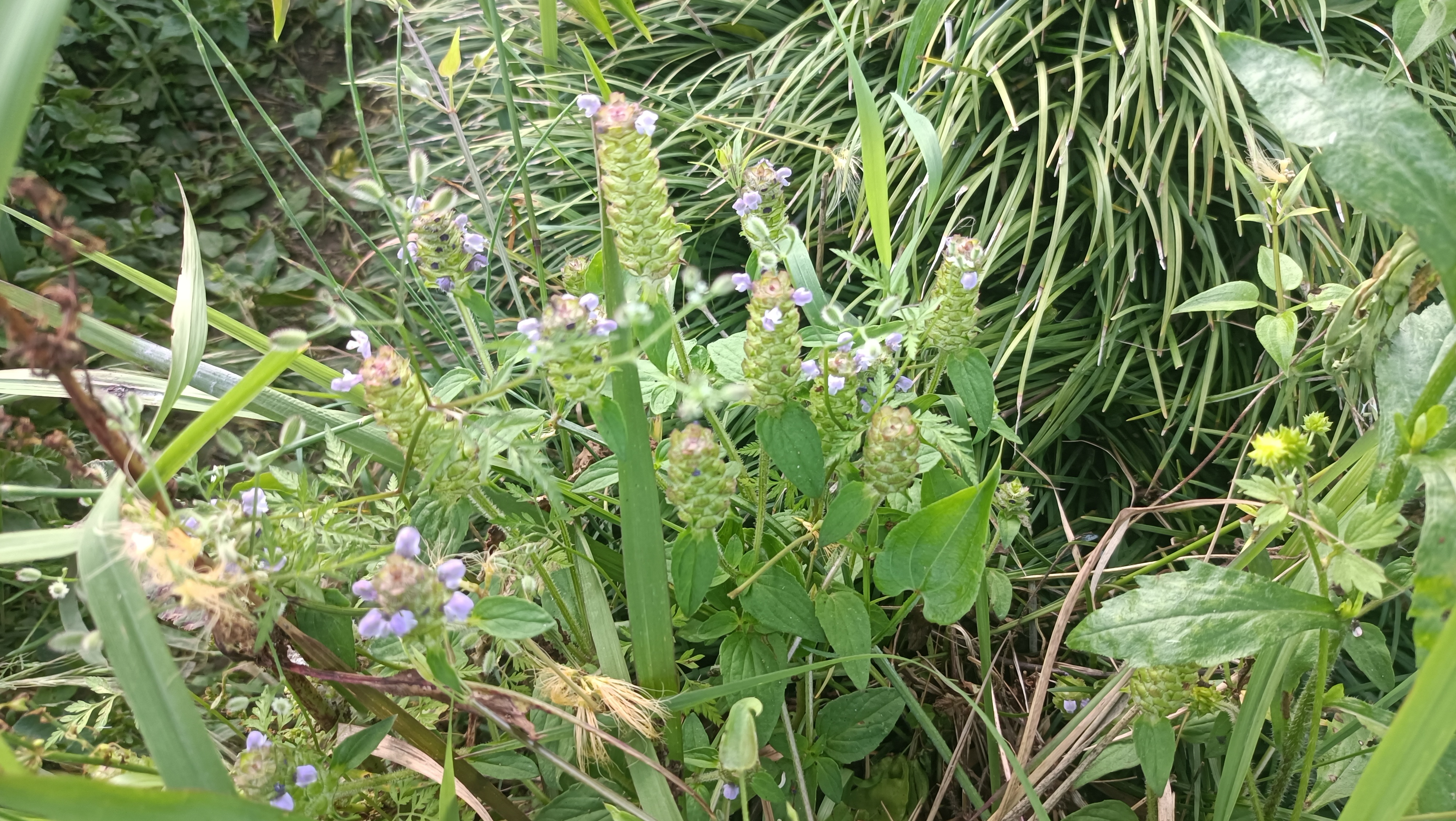 话说汉中洋县(108) 你现在看到的这个植物,汉中洋县人叫它"牛打仗(音)