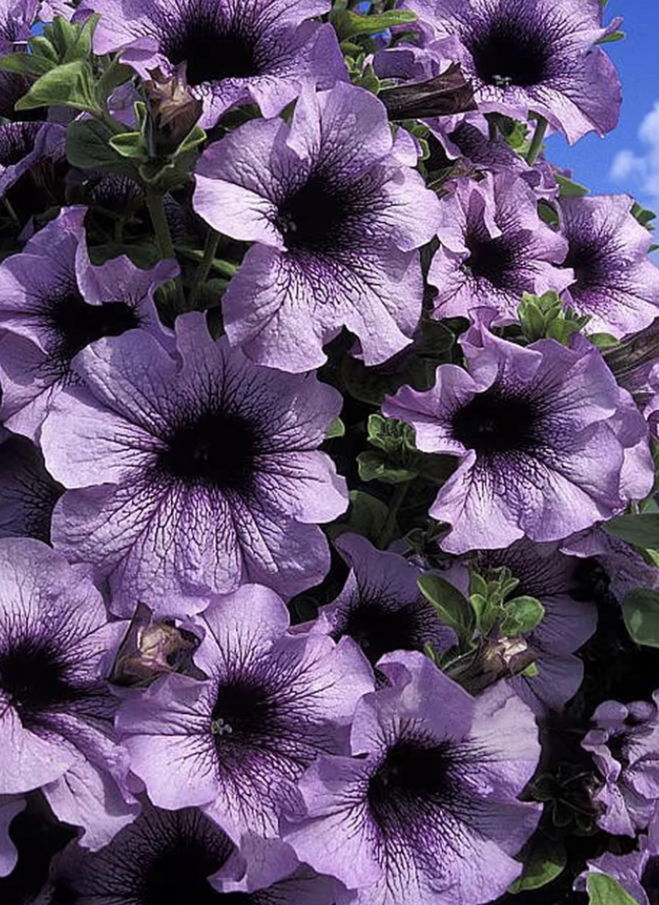 矮牵牛花 72别名:碧冬茄,杂种撞羽朝颜,灵芝牡丹,毽子花/矮喇叭