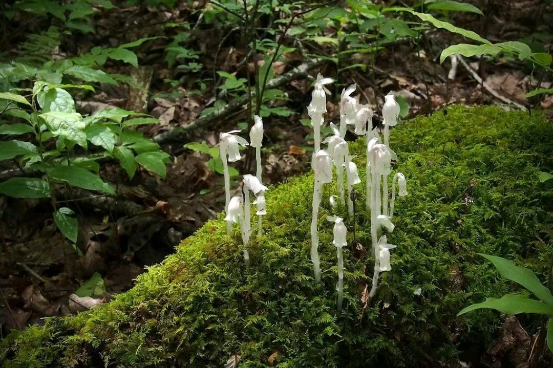 幽灵之花:水晶兰