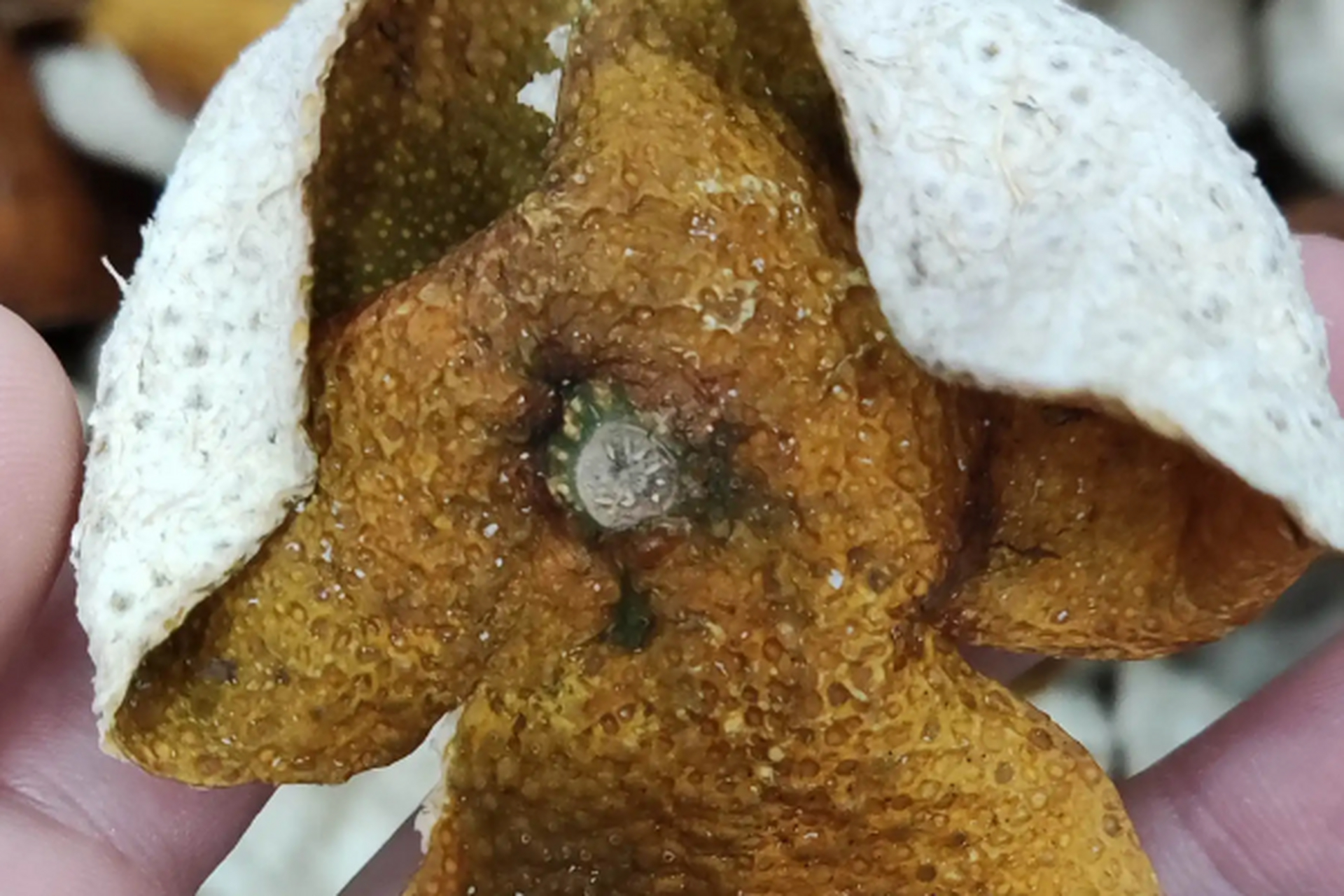 新会陈皮选择需谨慎,落地陈皮品质差口感不佳,不建议泡茶用.