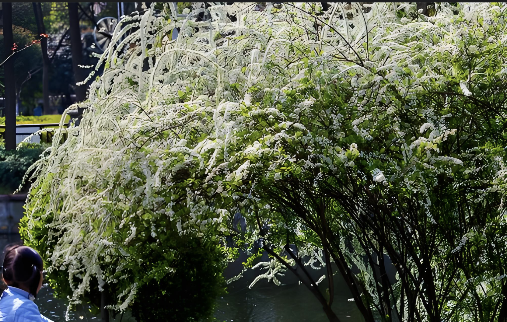 雪柳的寓意和象征图片