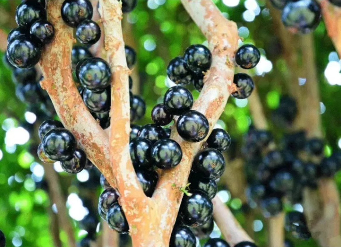 盆栽嘉宝果生长旺盛的秘诀:浇水和施肥指南