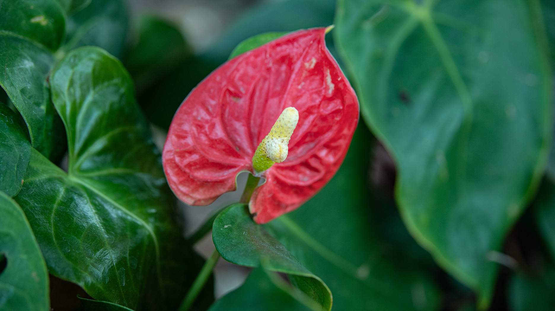 花烛,又叫红鹅掌,火鹤花,安祖花,红掌