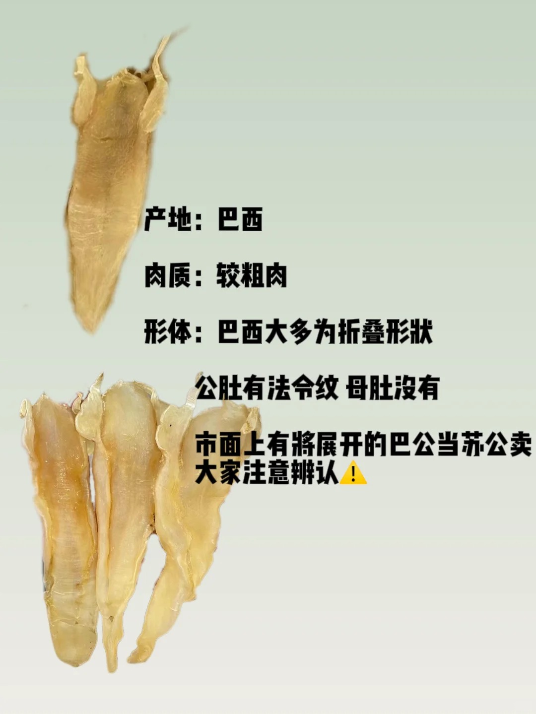 鱼胶鉴别指南:北海胶的"秘密"