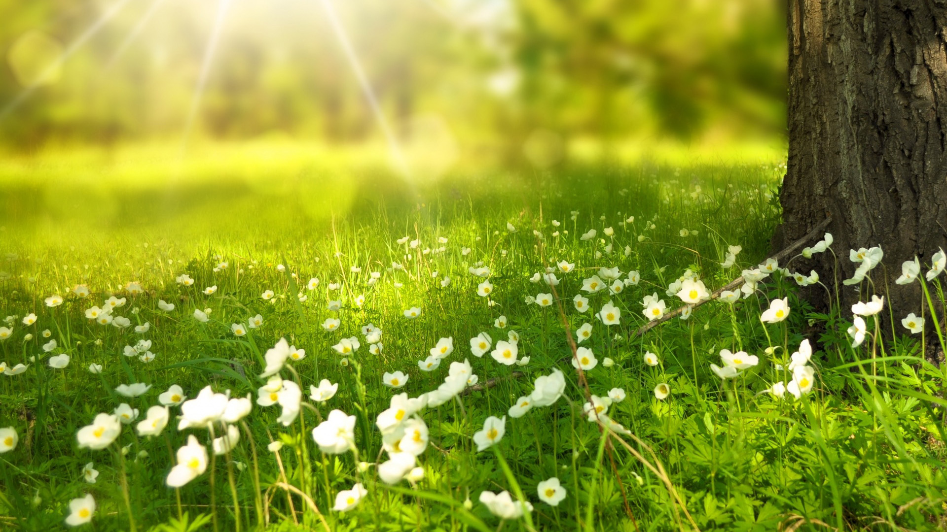 郑湘如植物学第2版题库及真题精选