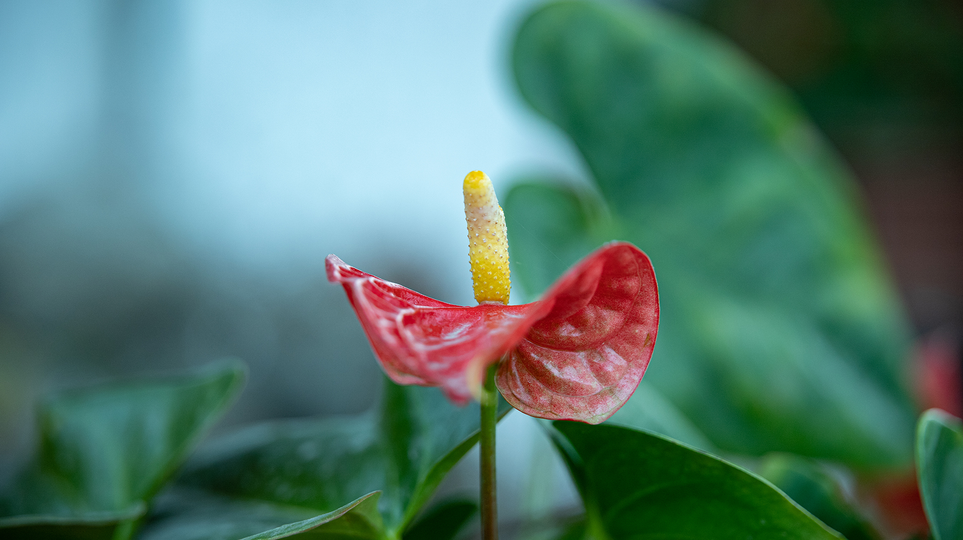 花烛,又叫红鹅掌,火鹤花,安祖花,红掌