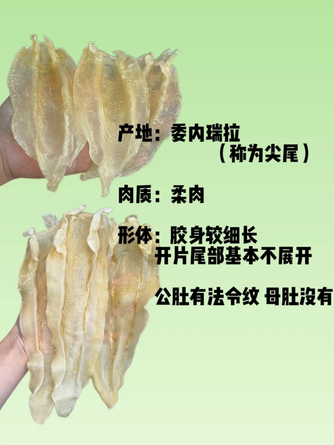 鱼胶鉴别指南:北海胶的"秘密"