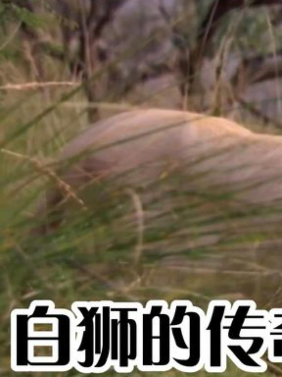 雄狮米莎与白色幼崽莱萨西的惊险冒险,揭秘草原霸主的生存法则