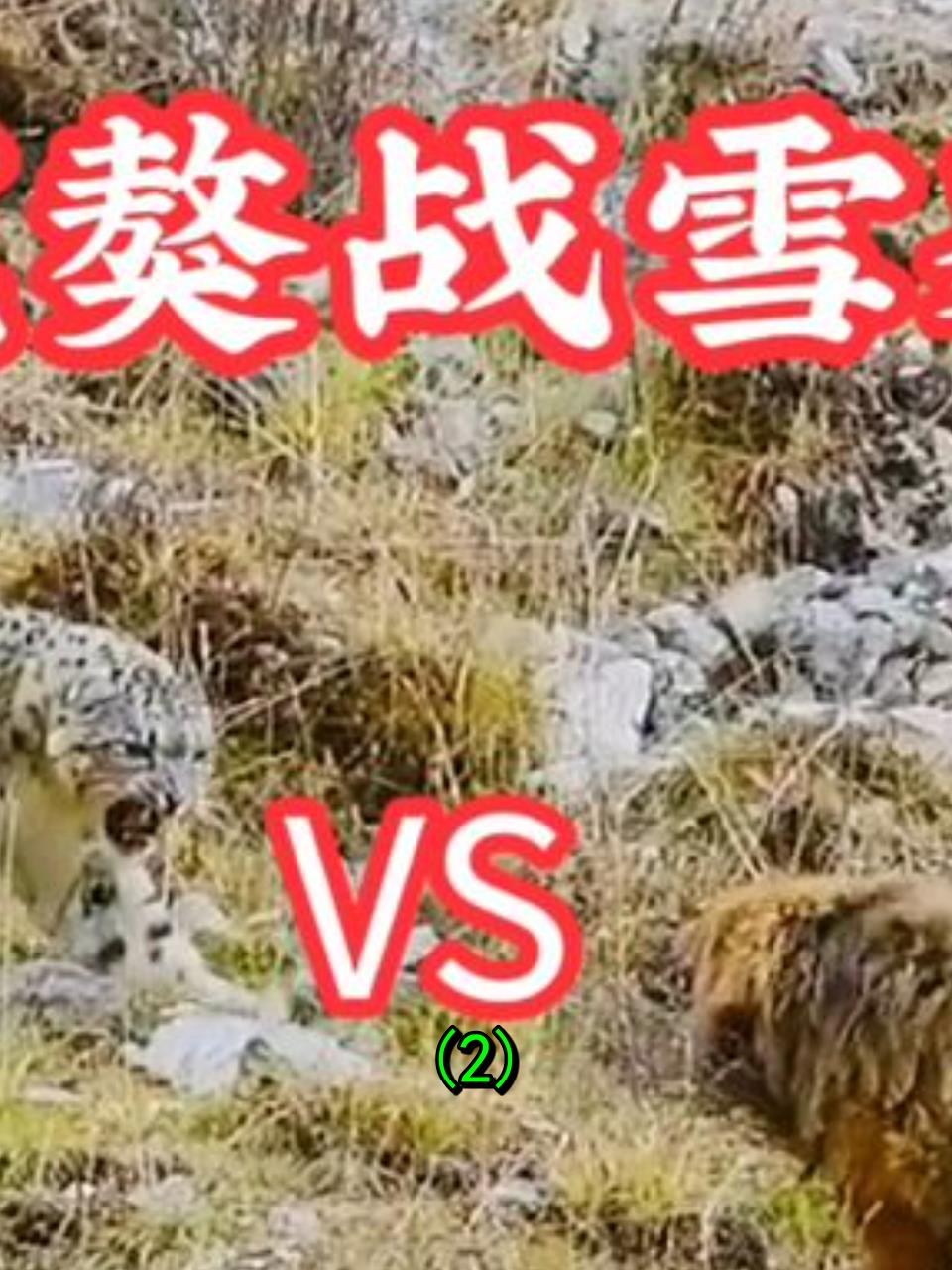 雪豹大战藏獒:高原猎手遭遇牧区霸主,谁能笑到最后?