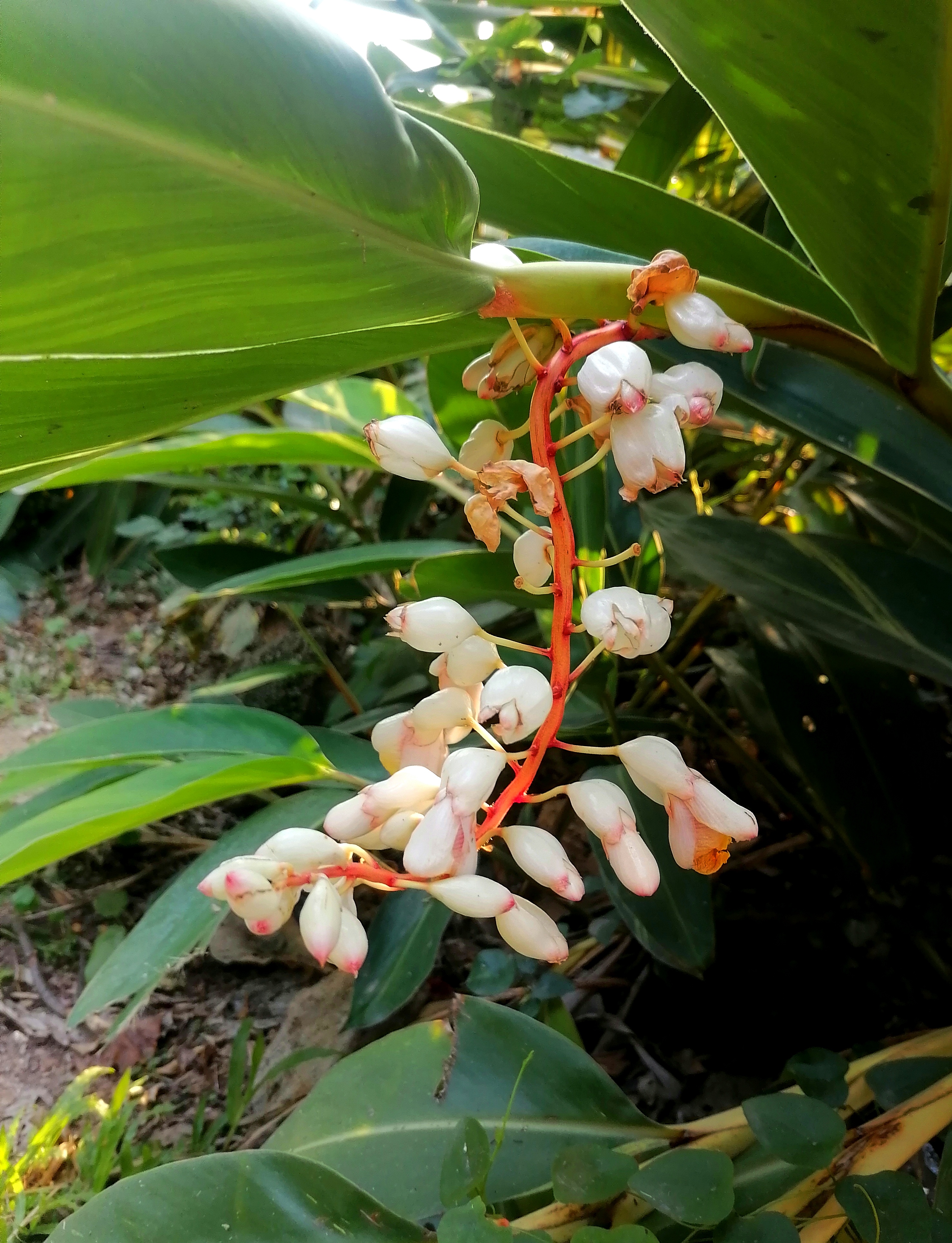 叶子可以用来蒸糕点,裹着糕点也变香了.它的