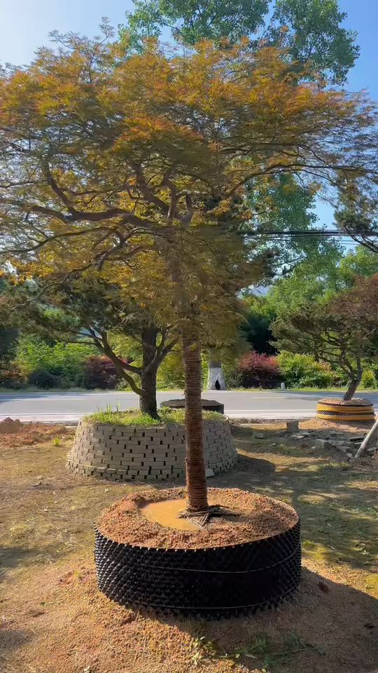 各类造型的羽毛枫,总有一棵你喜欢的,万把块钱带回家