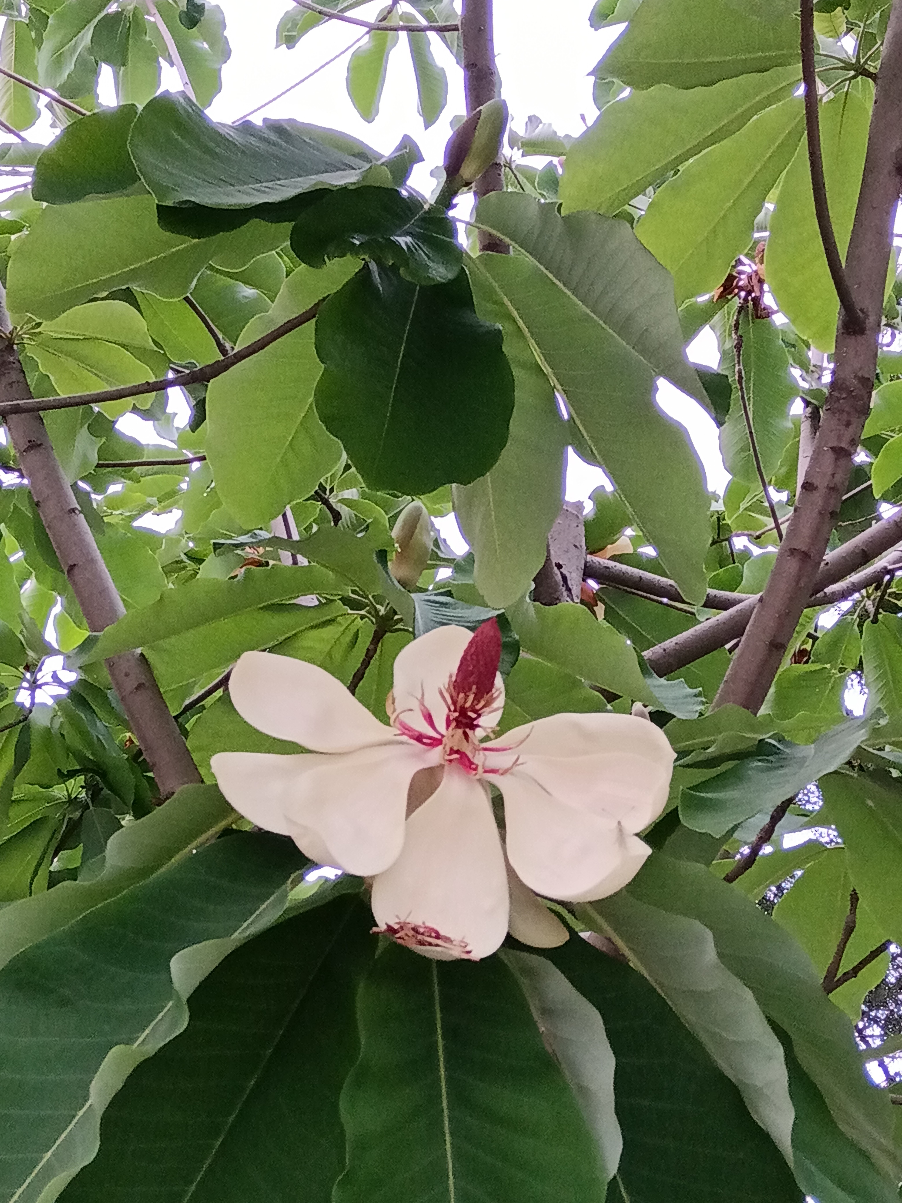 打球,进球场的院长闻到一股馥郁芬芳,找了一圈,发现日本厚朴开花啦