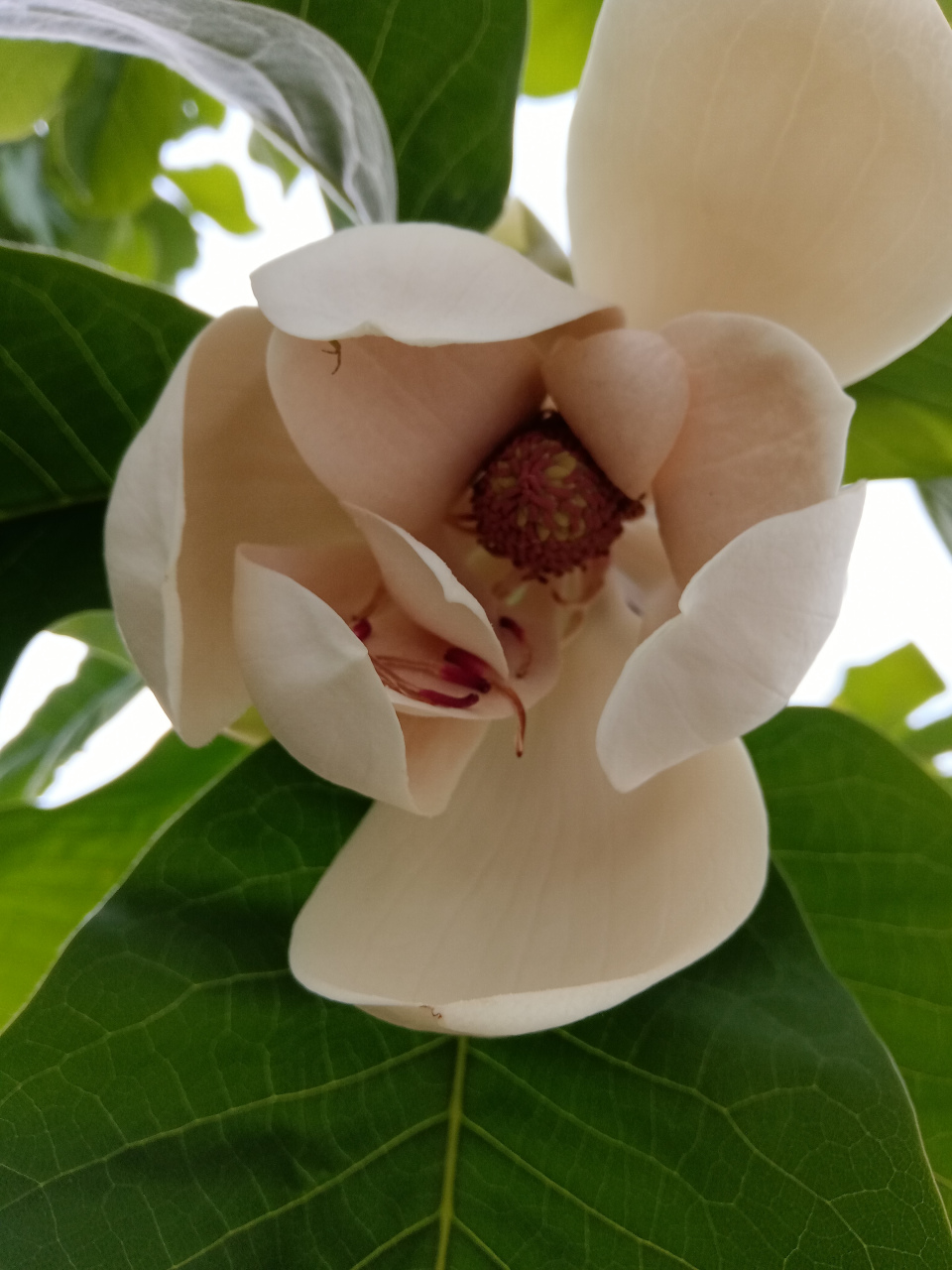 打球,进球场的院长闻到一股馥郁芬芳,找了一圈,发现日本厚朴开花啦