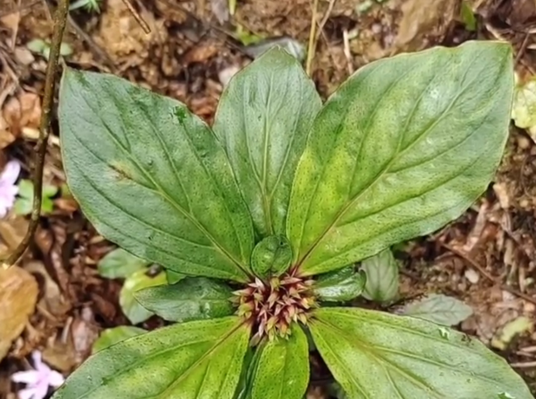 长得像伞的植物图片