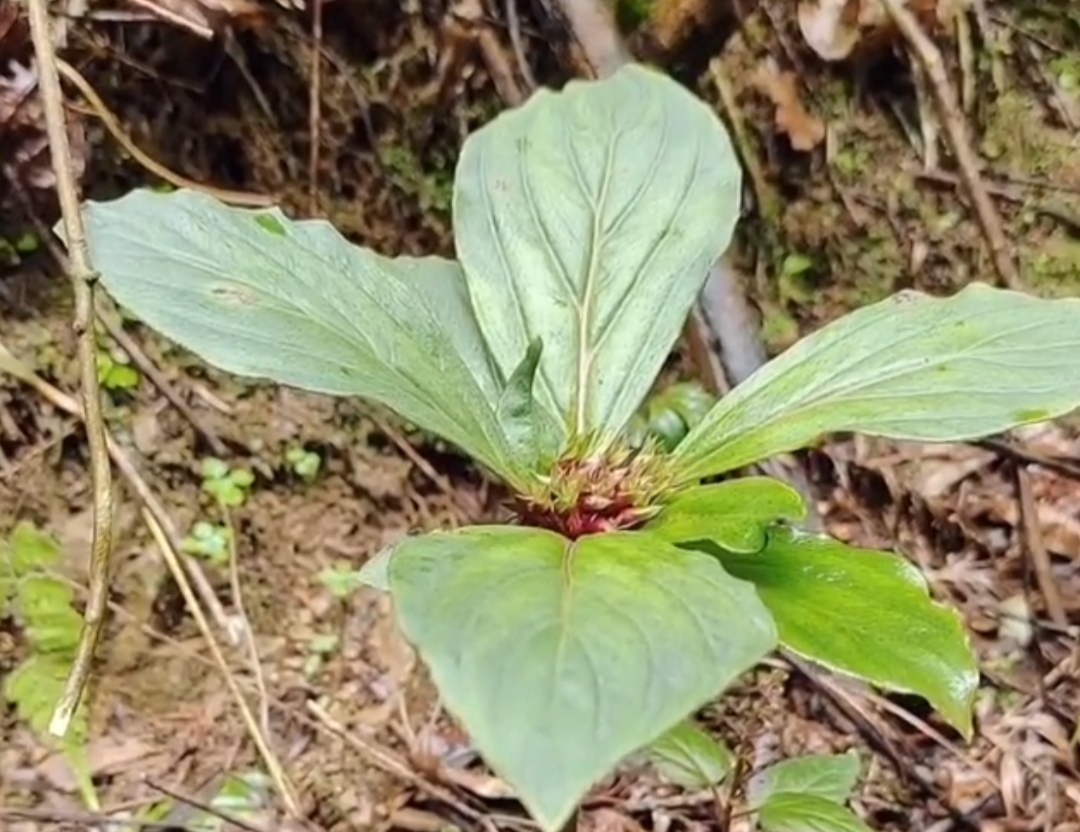 长得像伞的植物图片