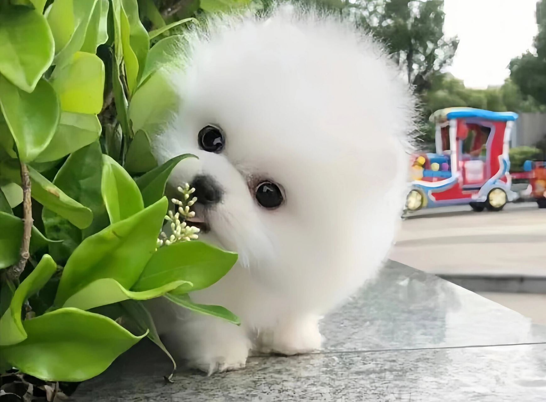 博美犬是一种小型狗,拥有浓密的双层毛发,通常具有卷曹的尾巴和耳朵.