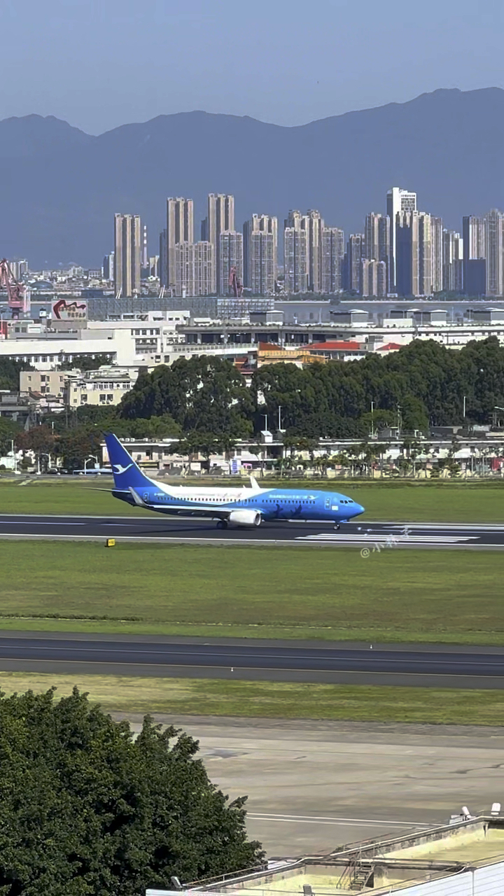 厦航小白鹭起飞.早上繁忙的白鹭窝.