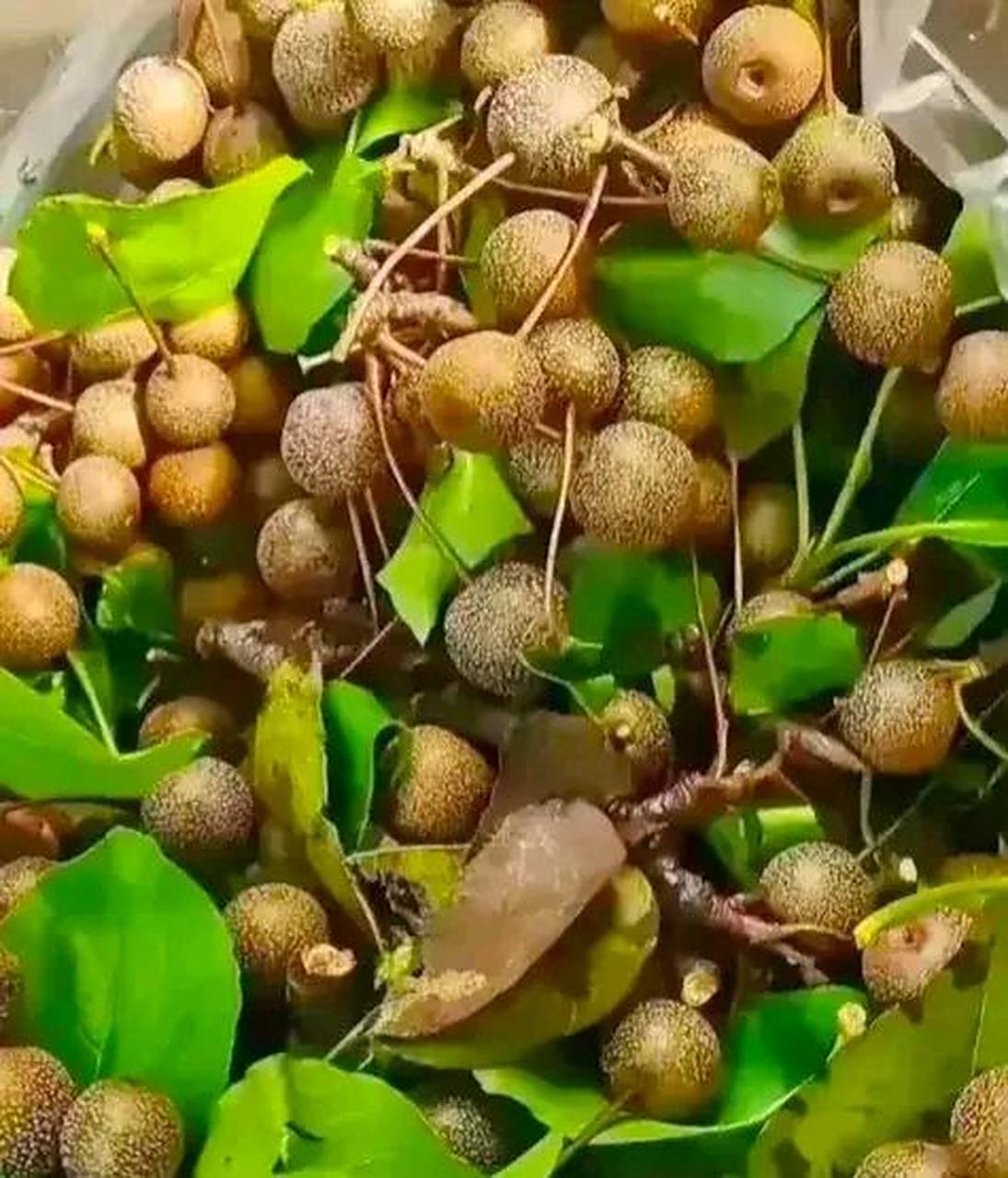 这玩意很涩,生吃难以下口,煮熟了当零食,我们广西人叫它糖梨子,你们