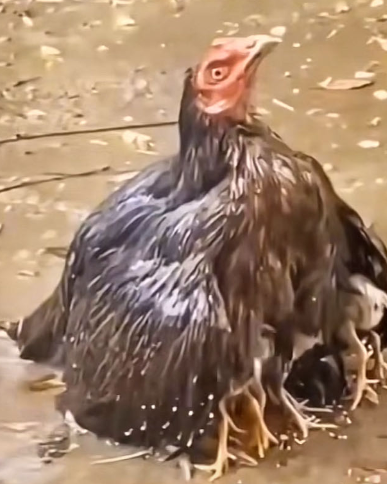 雨中护鸡图图片