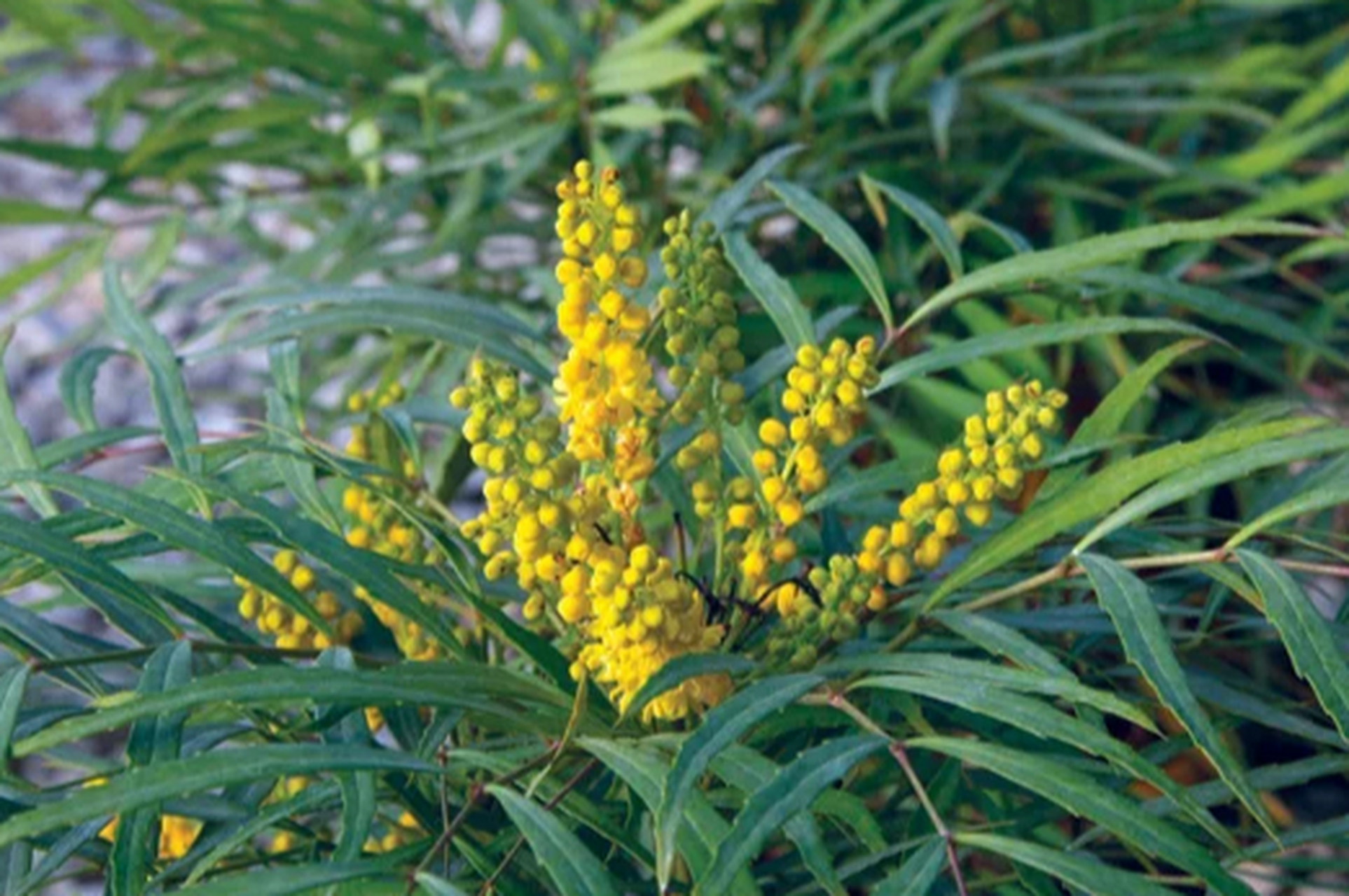 选对植物至关重要!六道木,檵木叶形奇特,垂枝红千层繁花似锦.