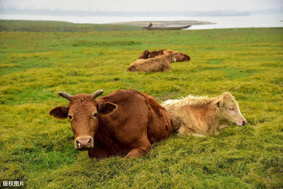 农村畜牧站黄牛,改良实践中的问题,提升整理生产效益