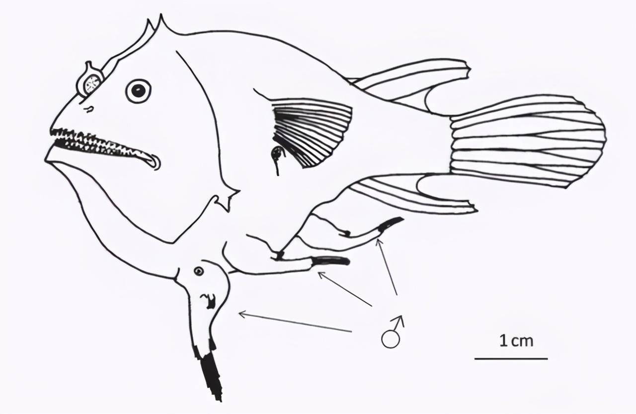 回顾:琵琶鱼的交配有多可怕?雄性不仅活不成,还变成雌性的性器官