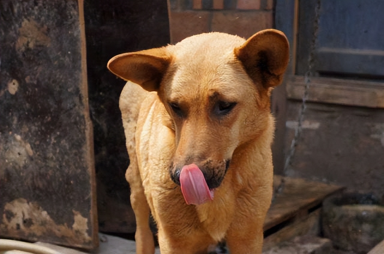 这7种中华田园犬