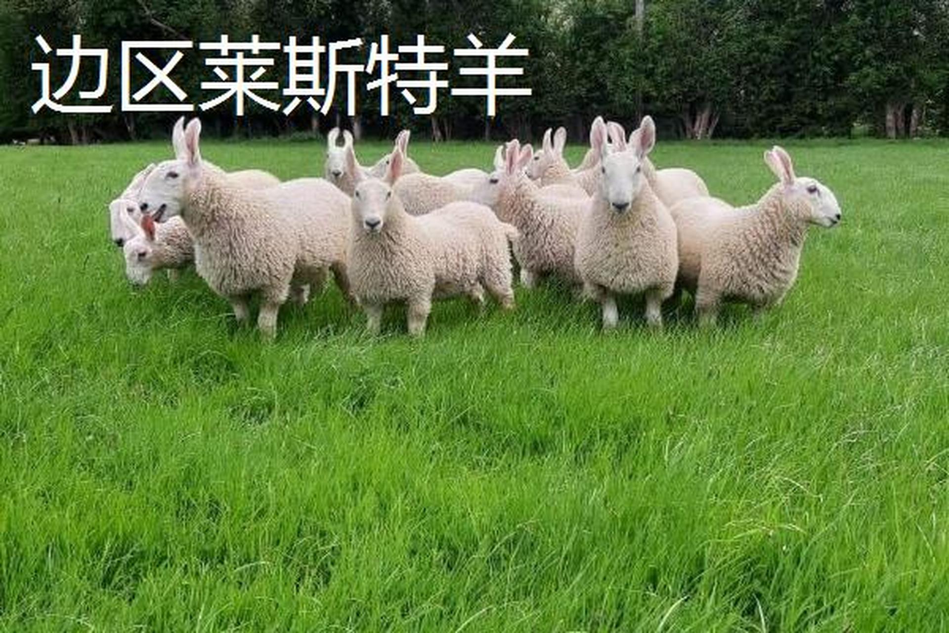 夏洛莱羊种公图片