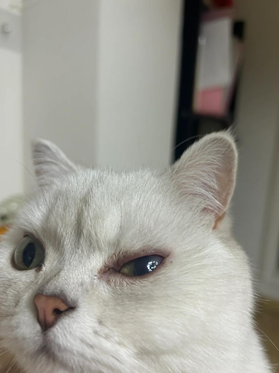 猫咪眼睛出现白膜与红点,是否严重?该如何治疗?