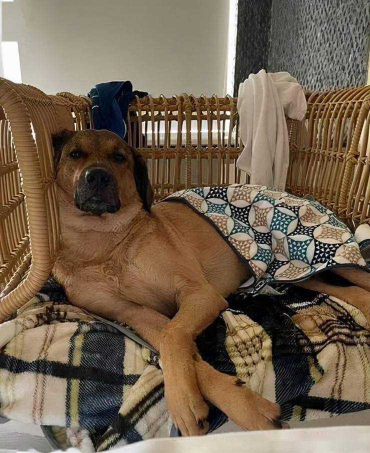 从狗狗的"睡姿"就能看出它的"性格",很准!