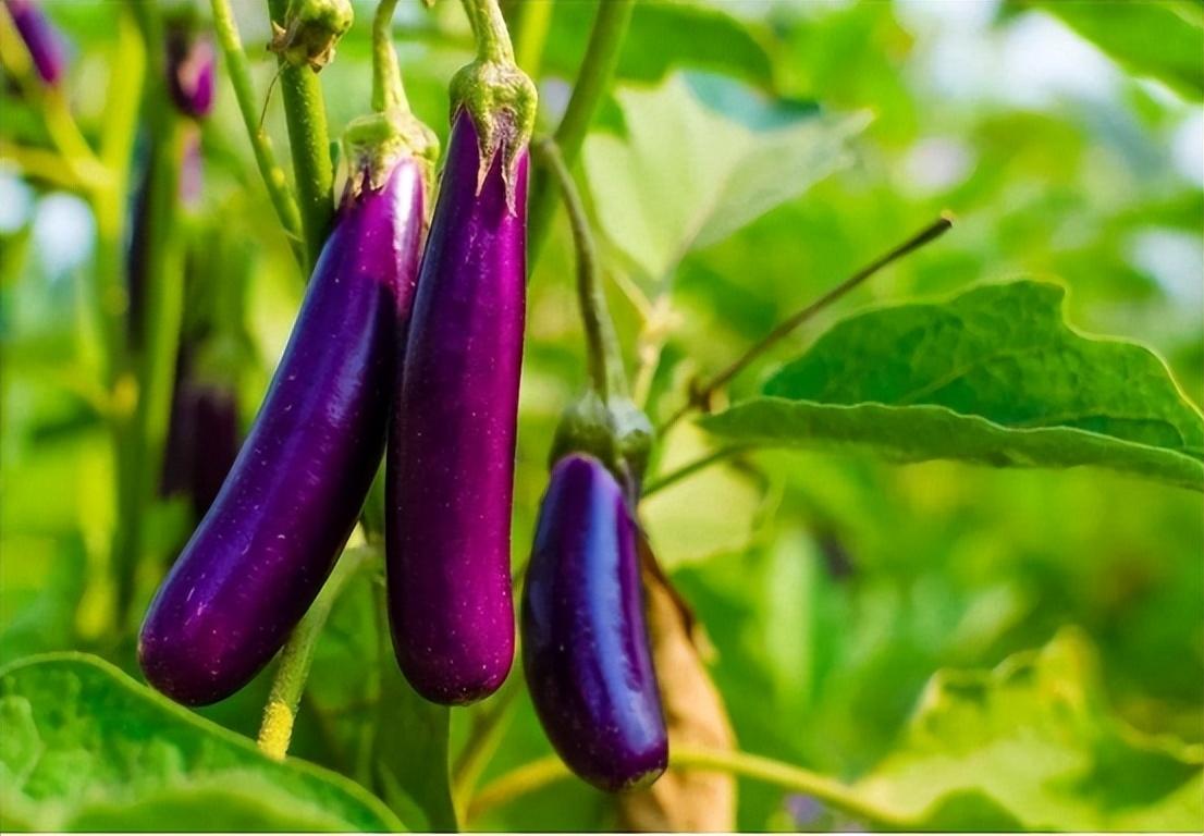 高血脂不能吃香菜?医生提醒:除了香菜外,这几种蔬菜也要少吃