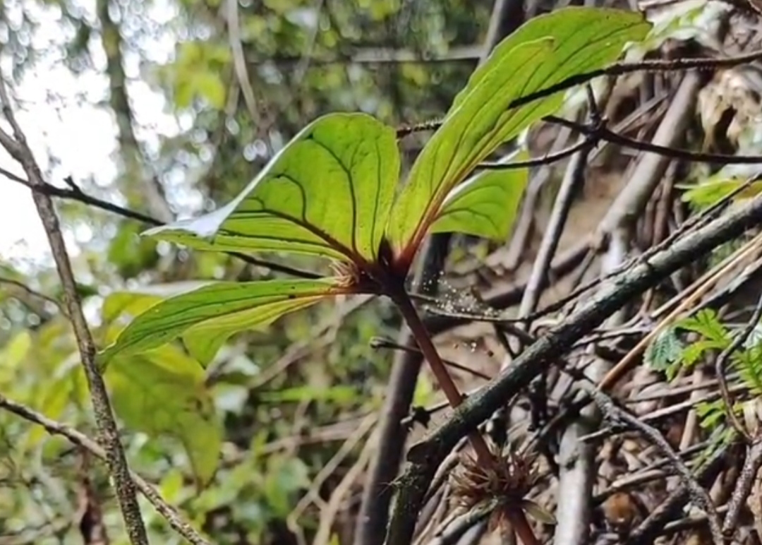 长得像伞的植物图片