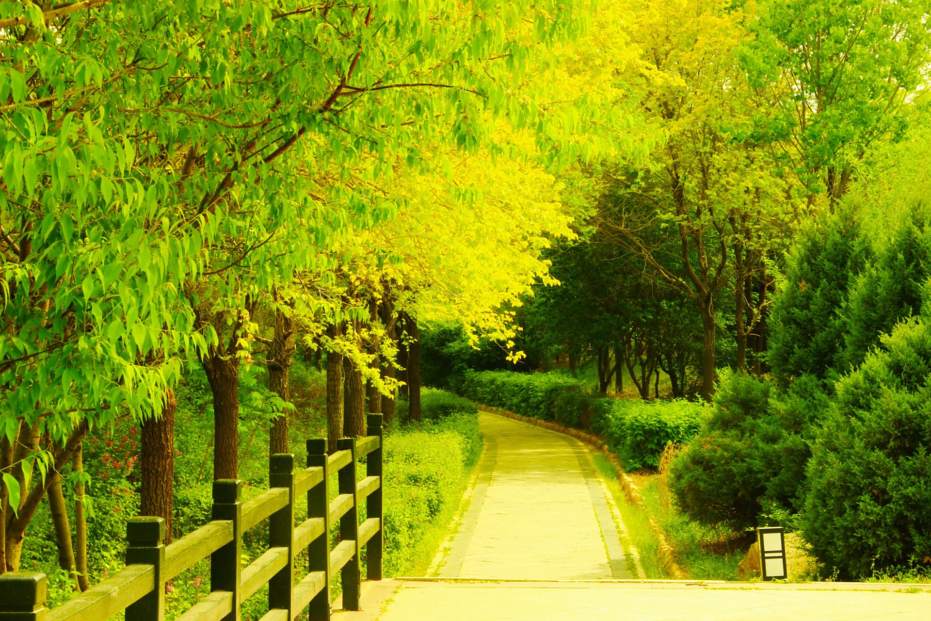 一起和你看世界# 绿树荫浓夏日长