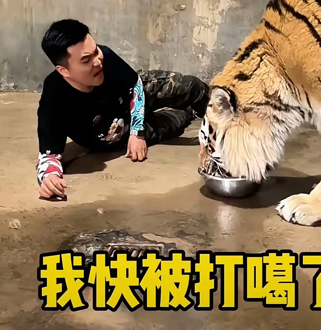 小伙子养了老虎12年,他想测试一下当有人打自己的时候,老虎会不会像狗