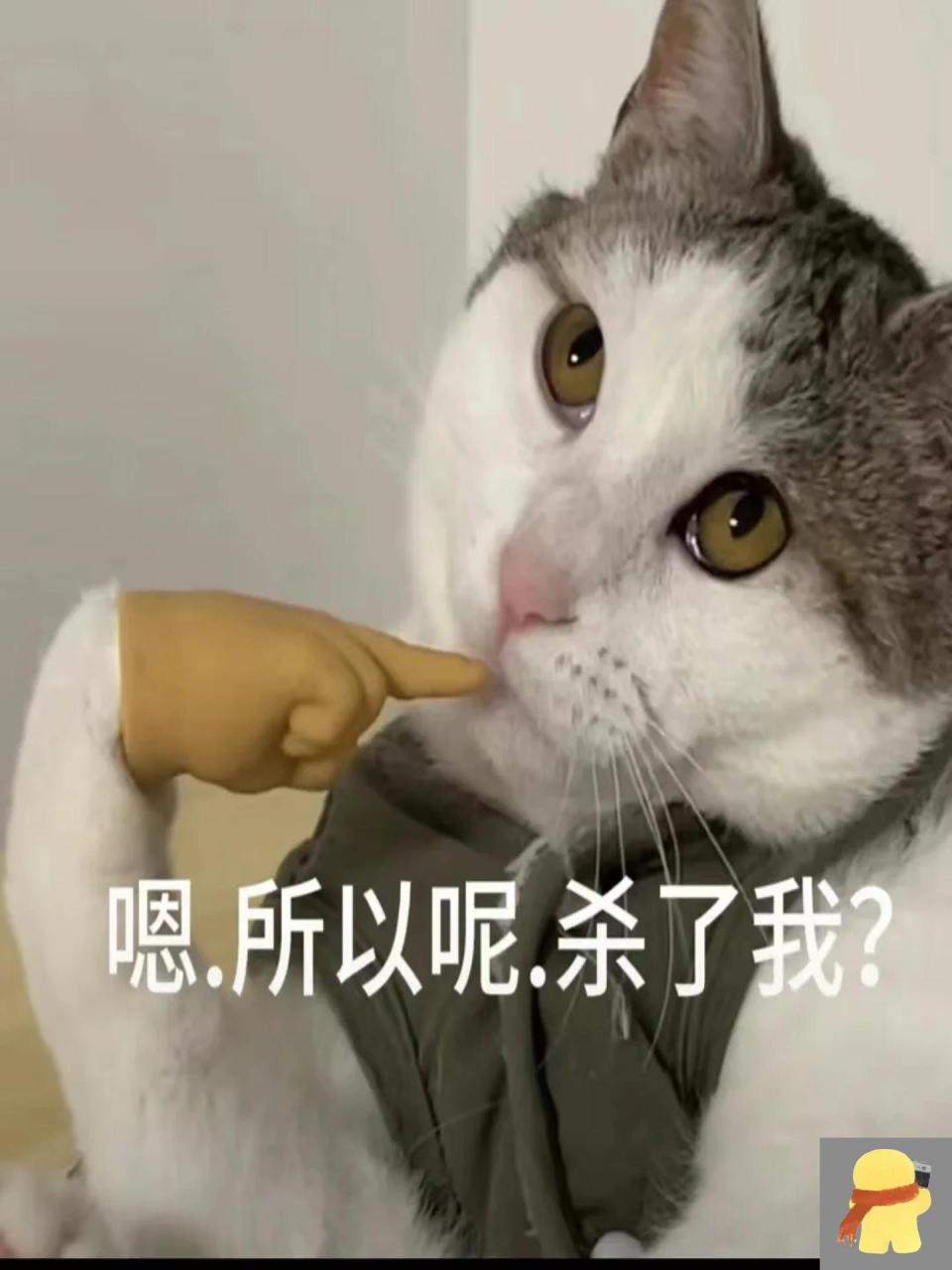 所以呢猫表情包图片