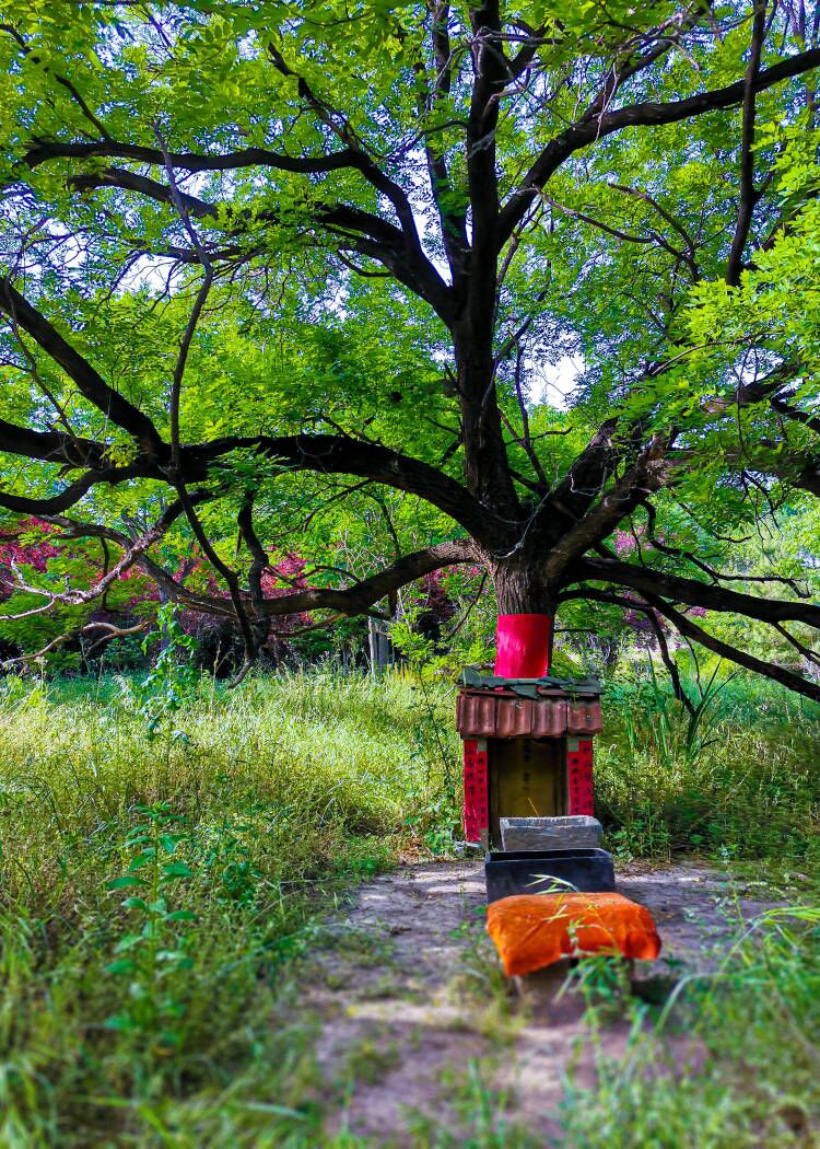 树神超度-树大招风是什么意思