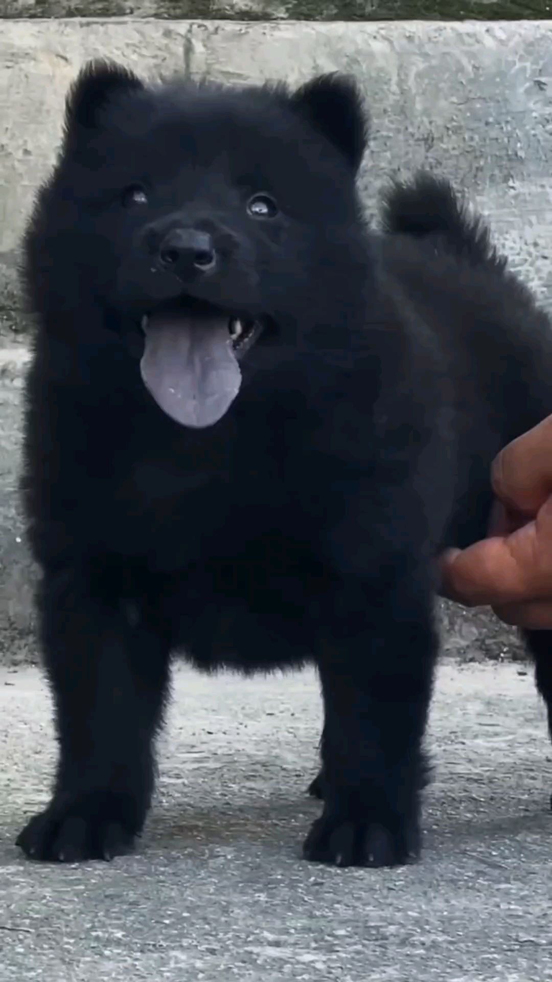 中华田园犬之五黑犬霸气十足,压迫感满满,太爱了吧#五黑犬