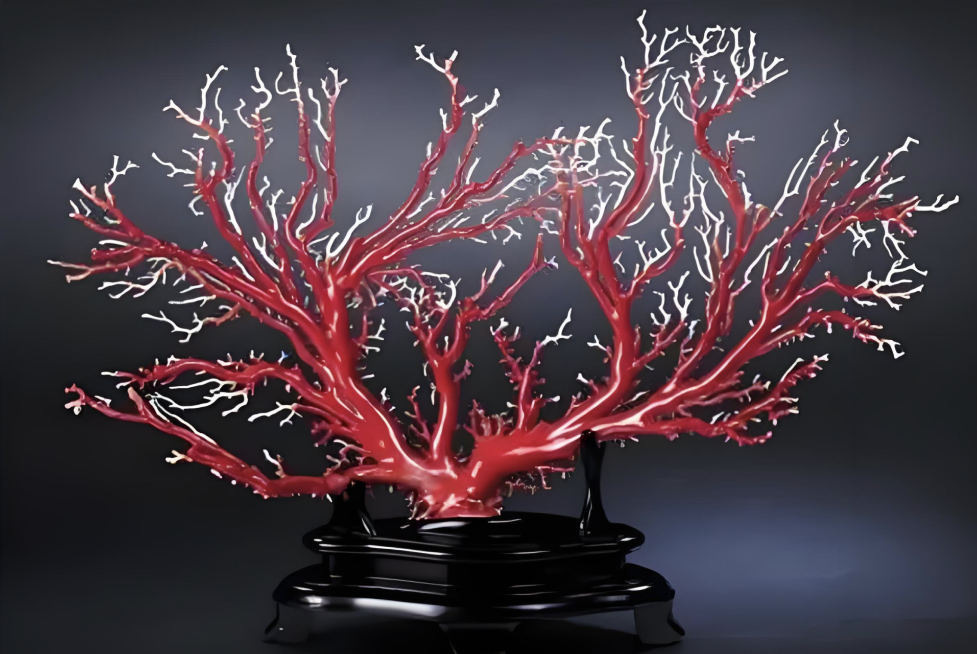 珍爱资源同时保护美丽海底世界.[原文:印尼的红珊瑚是深海的吗]