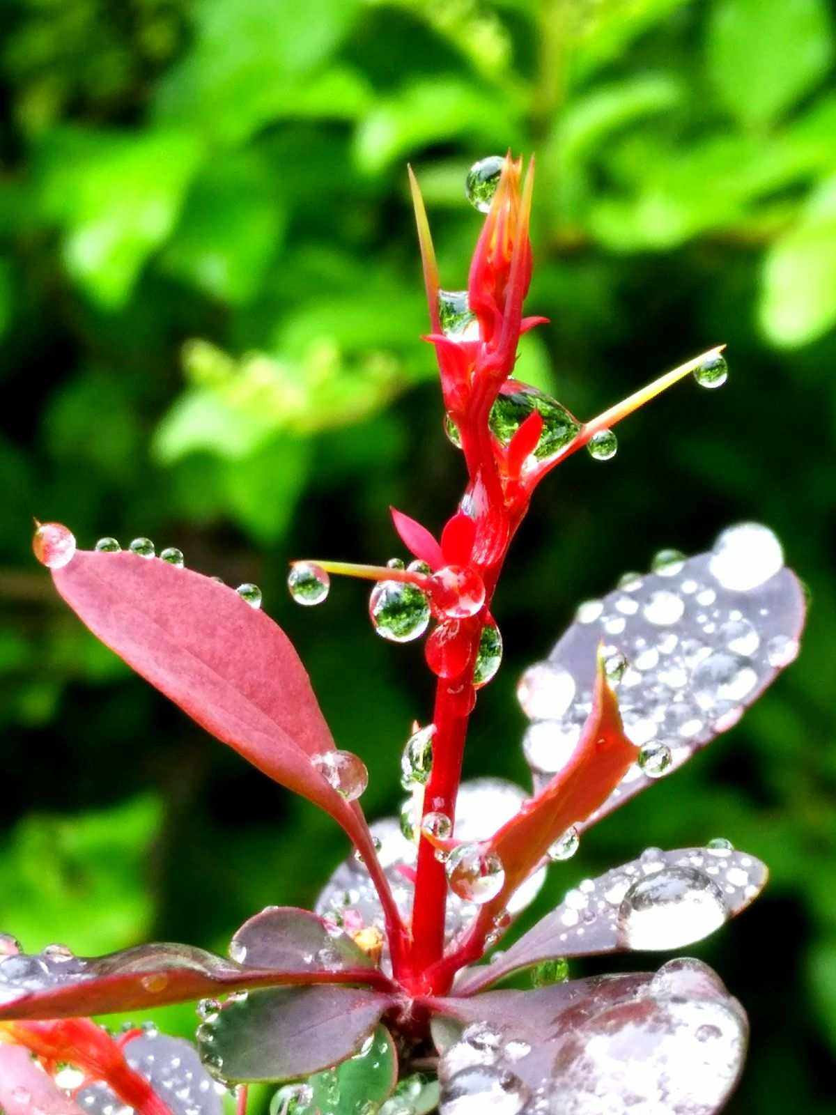 七律·雨后天凉