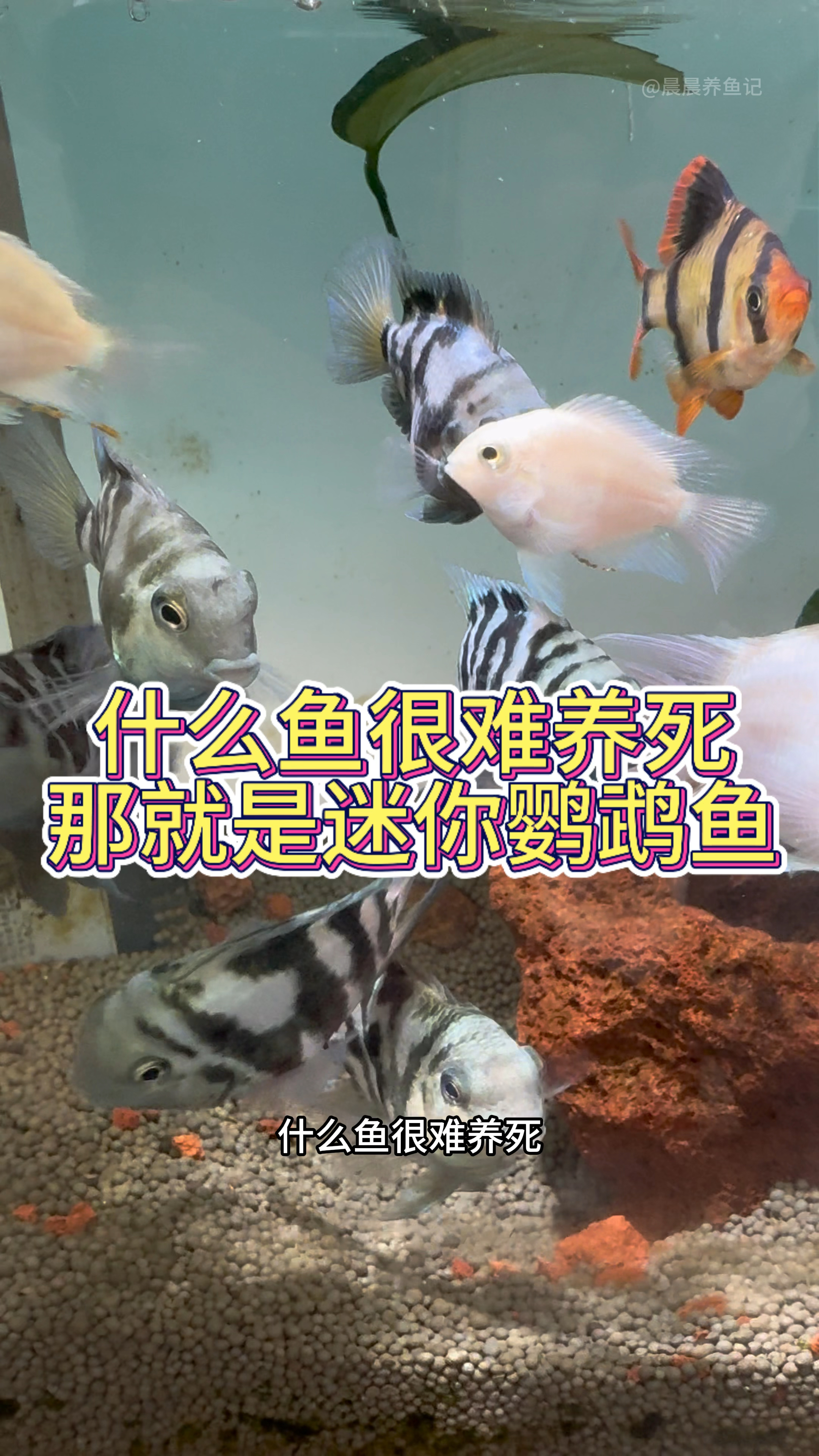 什么鱼很难养死,那就是迷你鹦鹉鱼#水族 #迷你鹦鹉鱼 #我的萌宠-度小