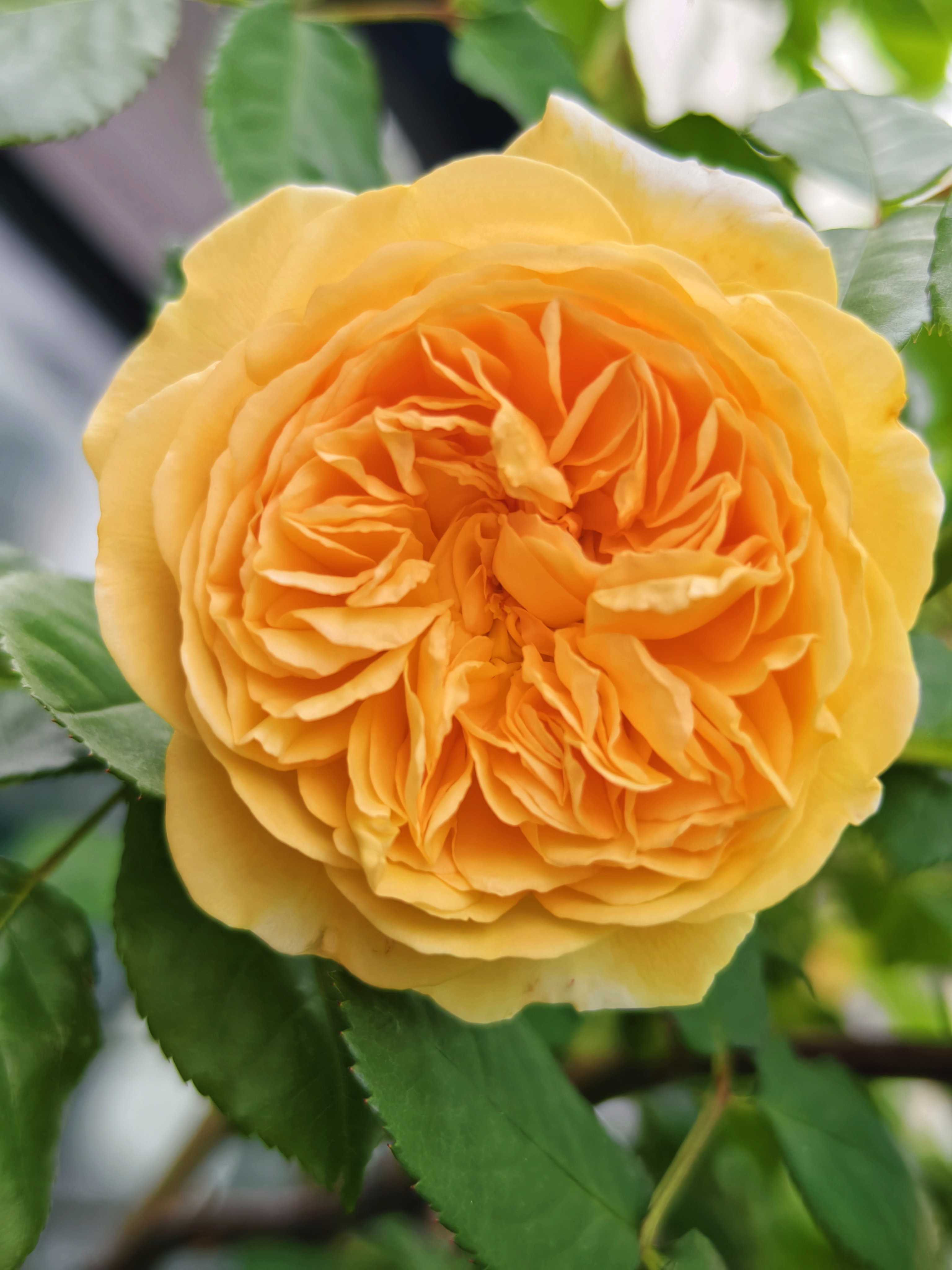 我最喜欢的黄色藤本月季,黄金庆典:花是明丽的金黄色,浓香,大花,它的