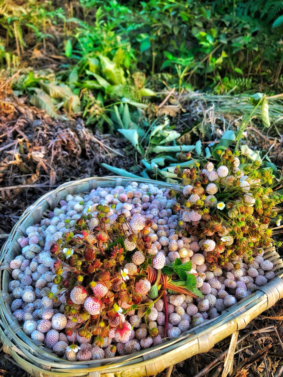 你们是不是喊它叫白米泡啊,每到这个季节满山都是,一茬又一茬根本摘不