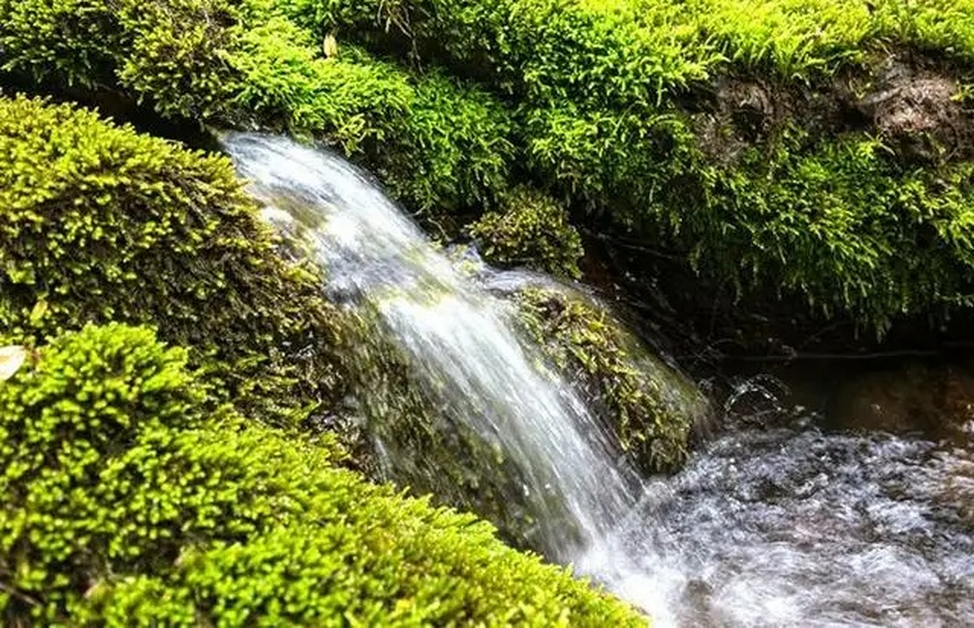 周末去哪儿玩#被誉为"豫西林海"的河南省三门峡灵宝燕子山,位于灵宝