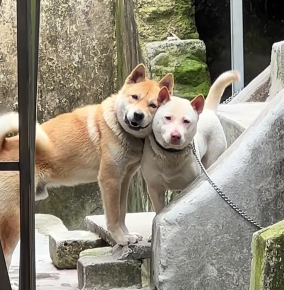 5.20要到了,狗狗都开始贴贴秀恩爱了啊?