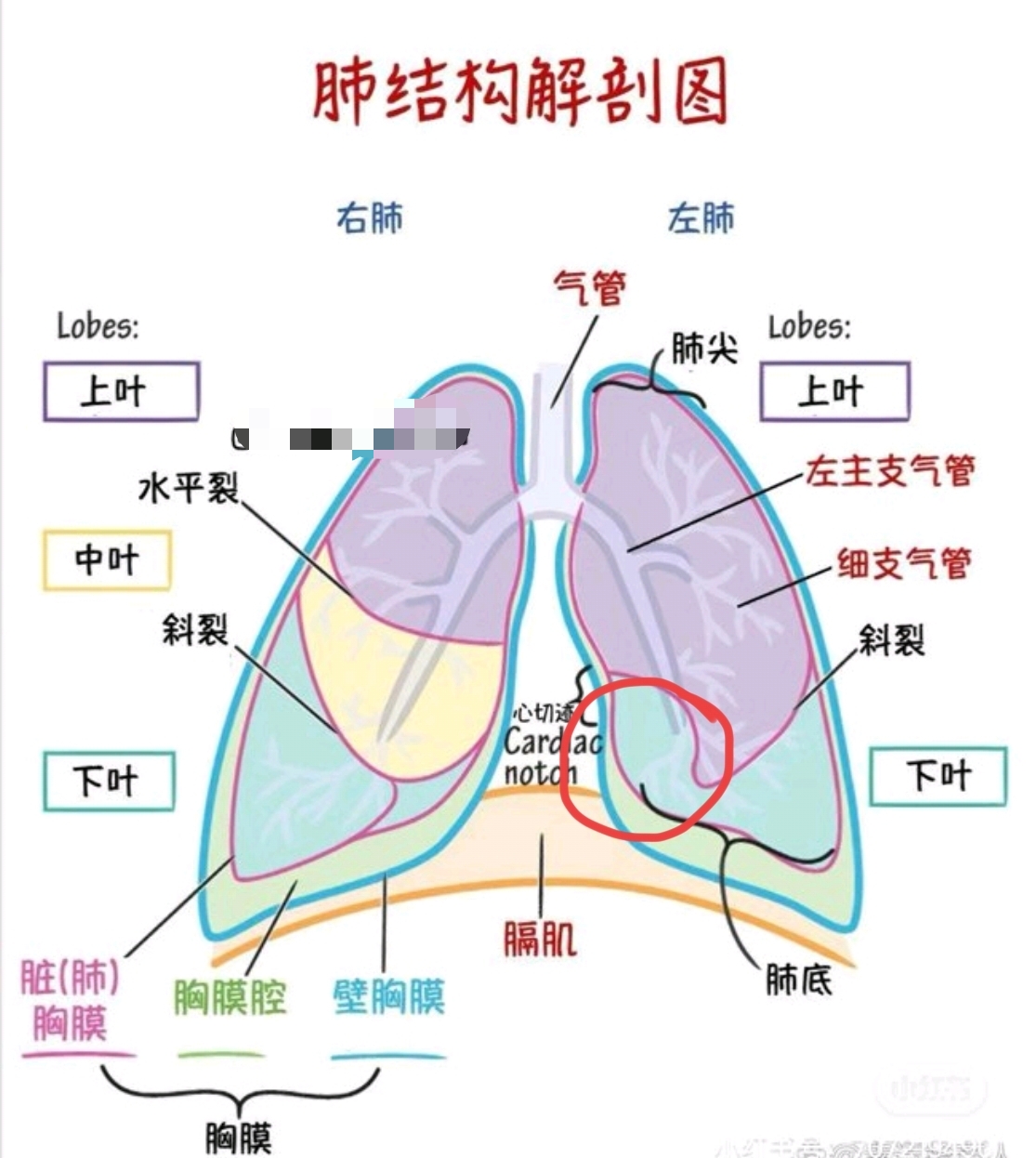 肺的准确位置图图片