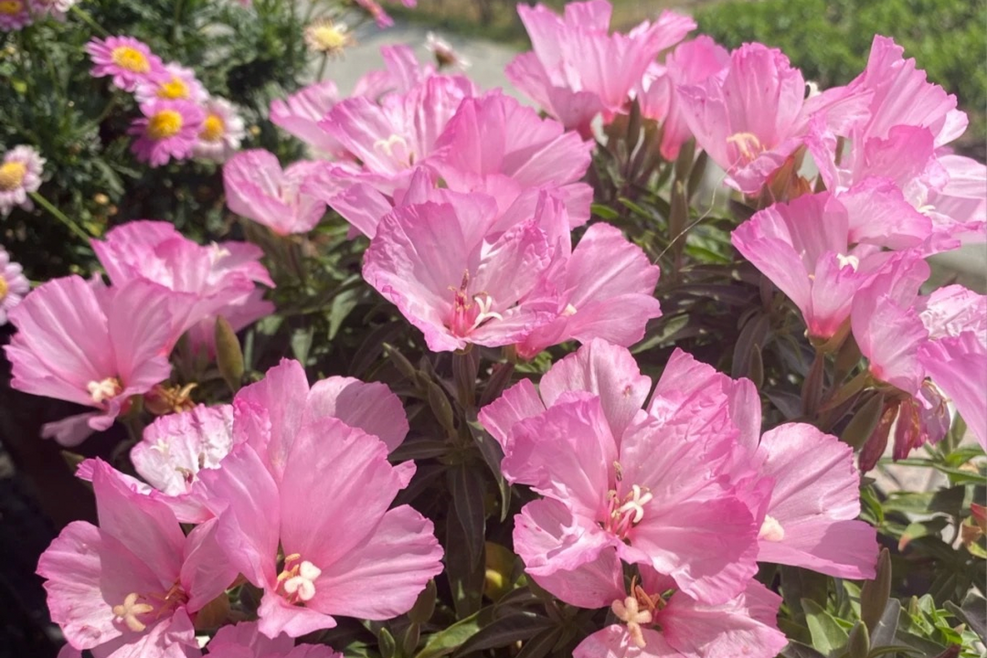 古代稀鲜花花期图片