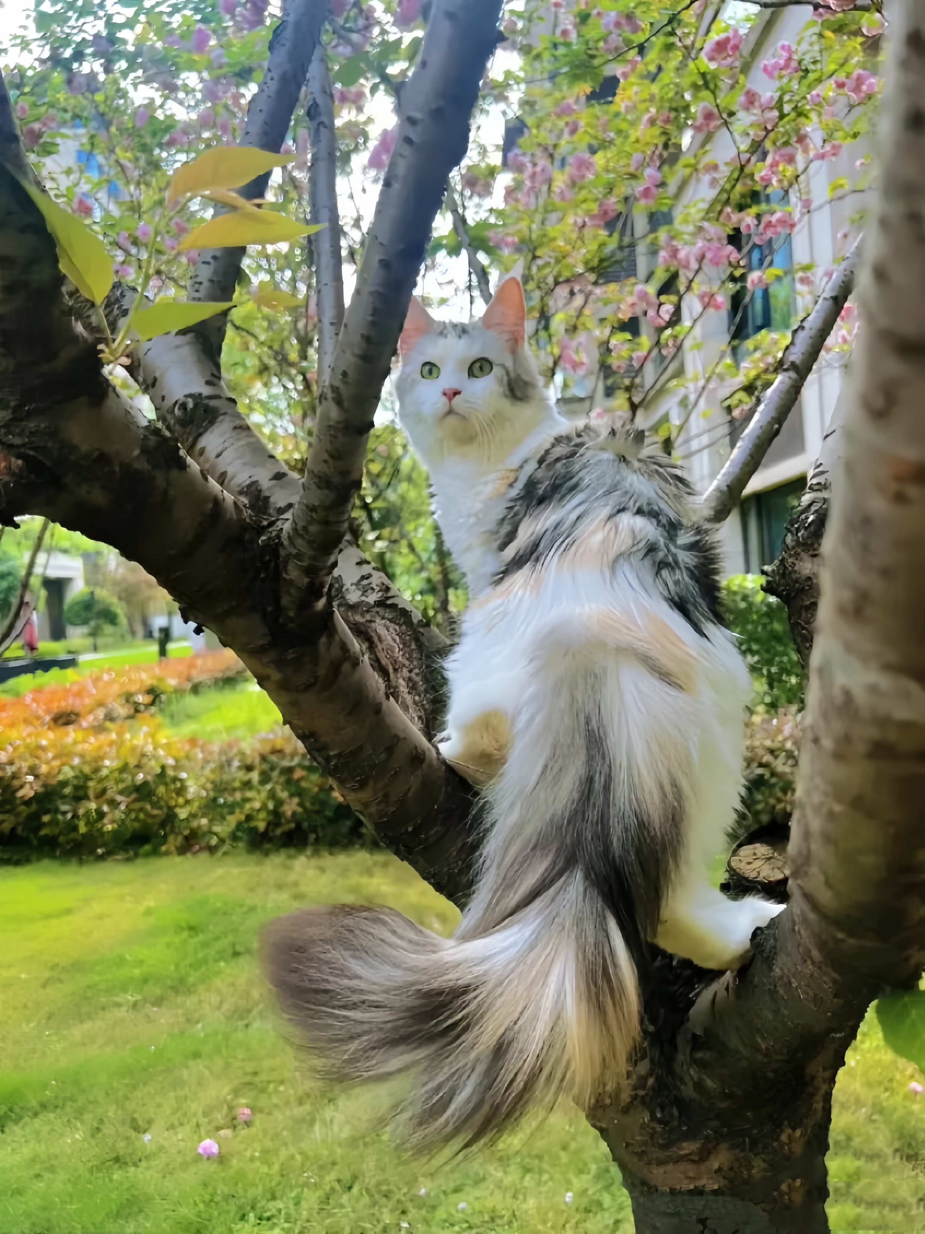 有点仙风道骨的感觉,大长尾巴第一次见这种猫咪,好美呀!