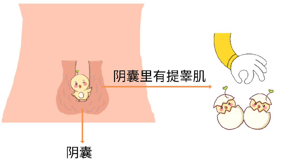 女婴出生 尿道图片